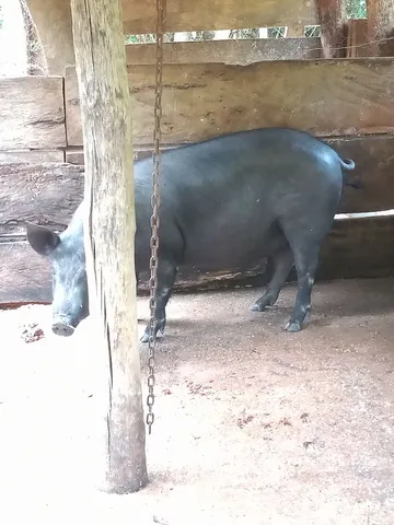 Leitoa de brinco