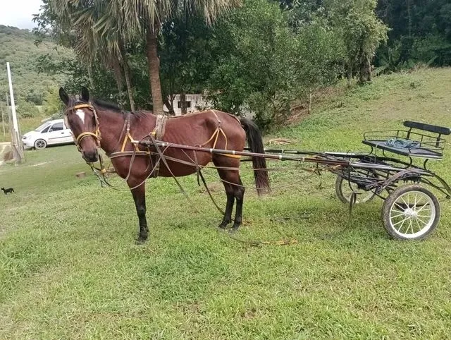 Égua
