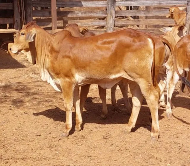 Bezerras e novilhas sindi com nelore