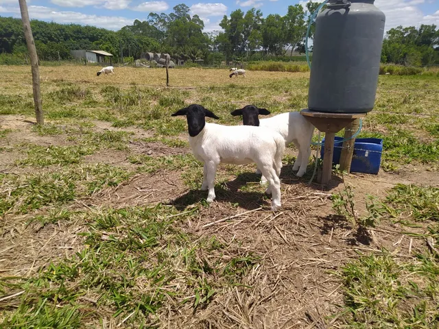 Vendo carneiros ,bem apurados para recria ou abate ,lote com fêmeas ,