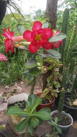 Rosas do Deserto