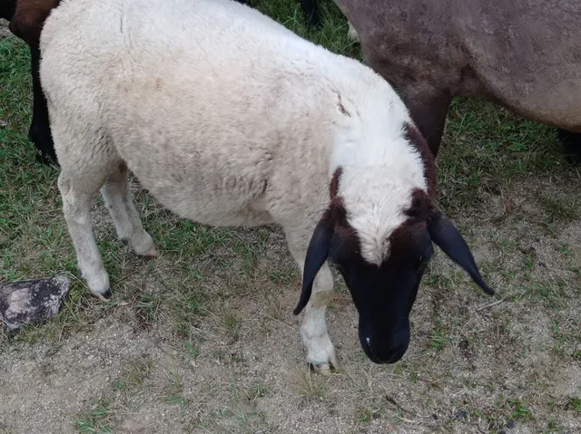 Borrego carneiro novo