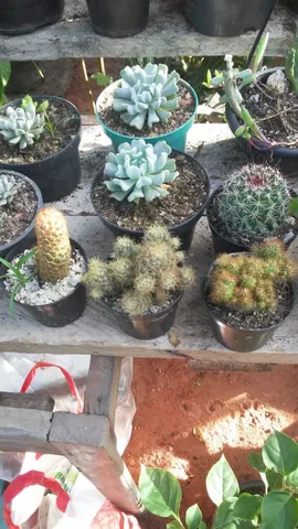 Cactos e Suculentas