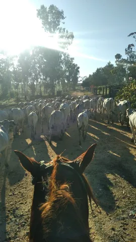 Sou vaqueiro ? profissional na ária de gado de corte e cria 