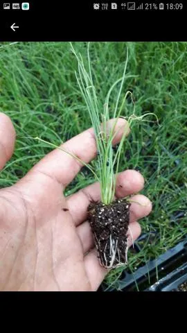 Mudas de hortaliças direto do produtor rural