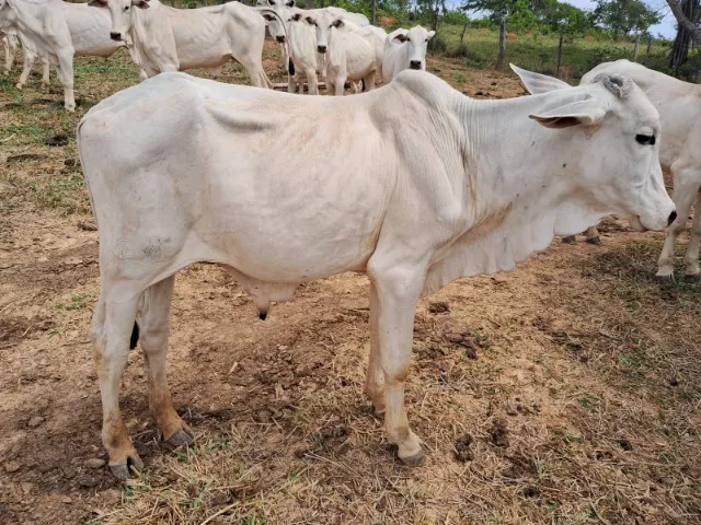 Vende Bezerro Nelore - mais de 2 anos