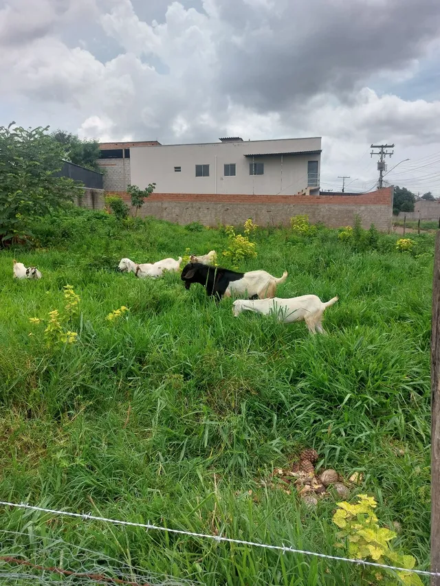 Vendo cabras é Bodes 