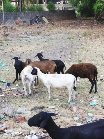 Vende-se Ovelhas Amojadas!!