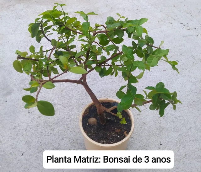 Vendo Pré-Bonsai de Acerola Leia o Anúncio 