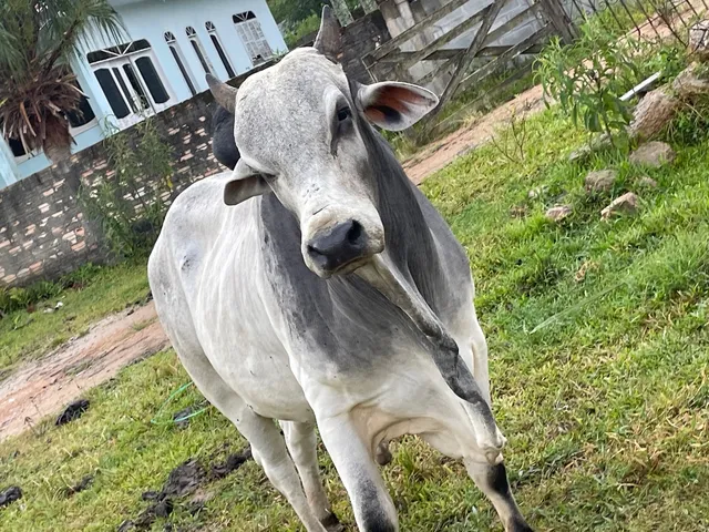 Vendo lindo Touro 