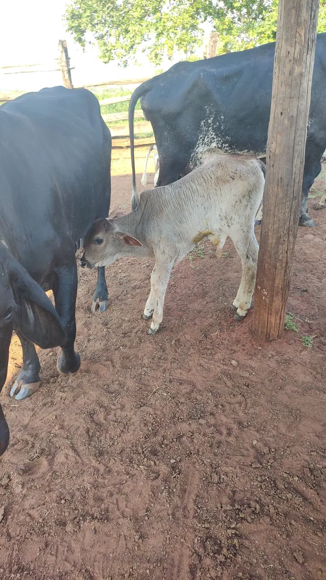 Vaca leiteira 