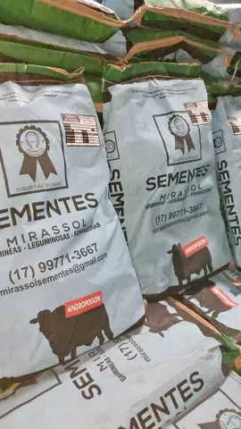  Semente de capim Andropogon 6kg Mirassol (Nova Safra 23/23 - Validade 08/2024)