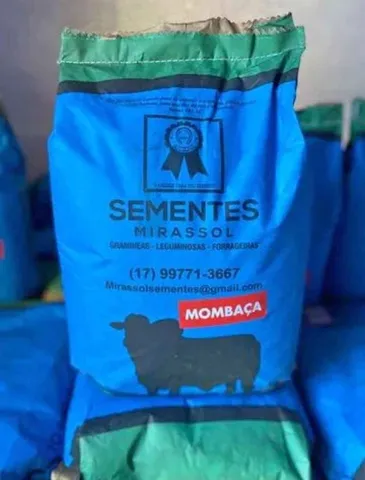 Semente Revestida de capim Mombaça 10kg Safra Nova (Loja)