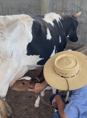 Vaca leiteira de 8 litros