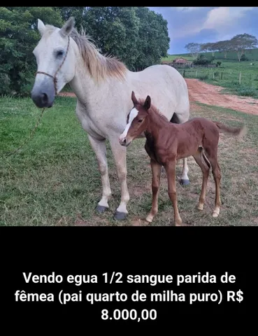 Egua c cria ao pé 
