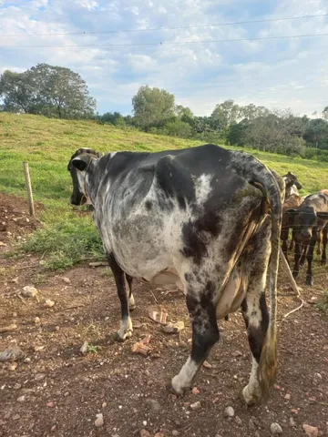 Excelente vaca em.producao Itapaci GO