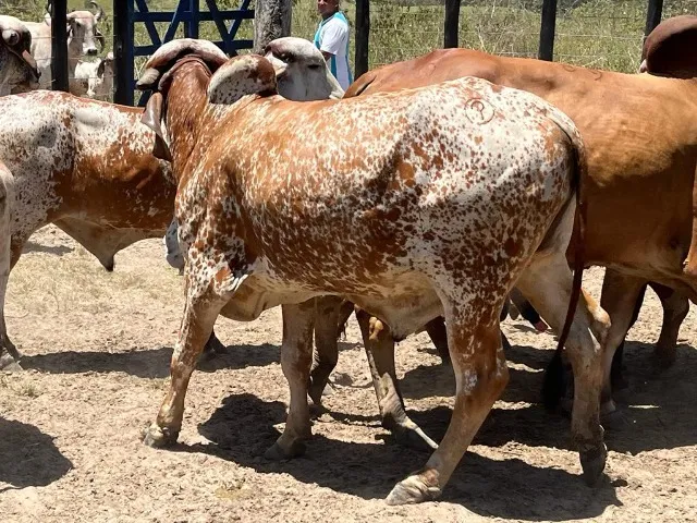 Garrotes Gir leiteiro