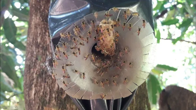 jatai na isca