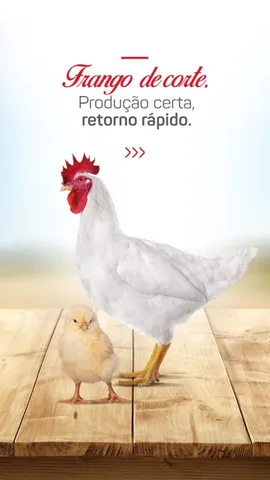 Pintinhos de corte branco pintinhas pordeira