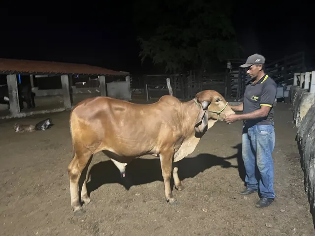 Venda de animais Gir Leiteiro