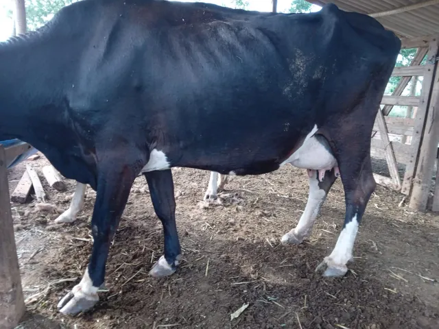 Vacas leiteiras