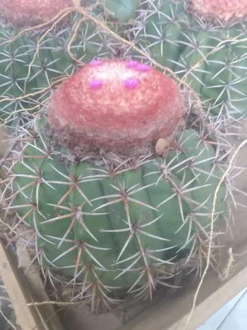 Cabeça de frade