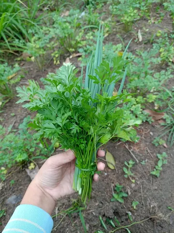 Cebolinha ,salsa e hortaliças 