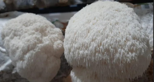 Vendo cogumelos Juba de Leão - Lions Mane