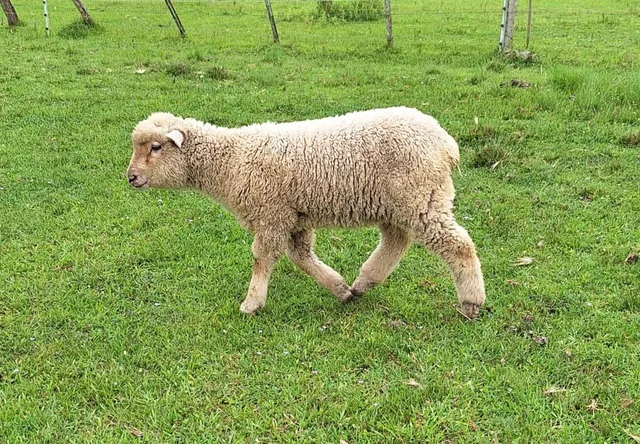 Borrega e cordeiro 