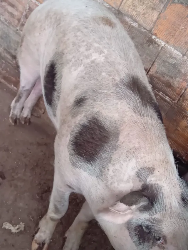 Vendo porca