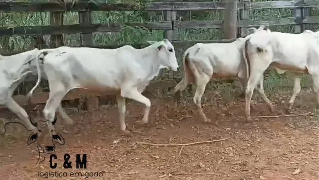 Bezerras Nelore de inseminação - Extrass