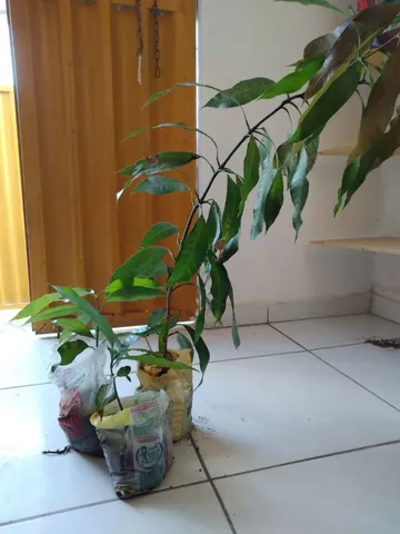 Pé de manga rosa