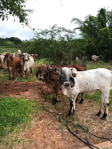 Junta de tourinho gir