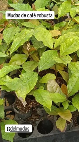 Mudas de Café robusta (Coffea canephora), desenvolvido para o Tocantins.<br>