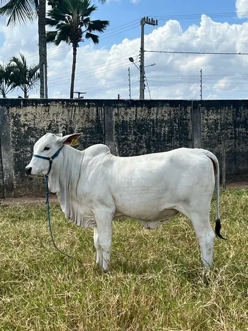 NOVILHA NELORE P.O. REGISTRADA