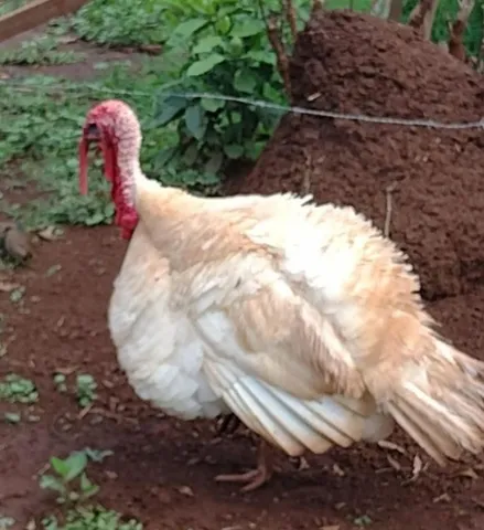 Peru