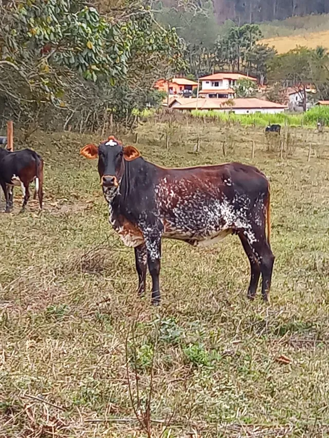 Gadinho chique pra ir embora