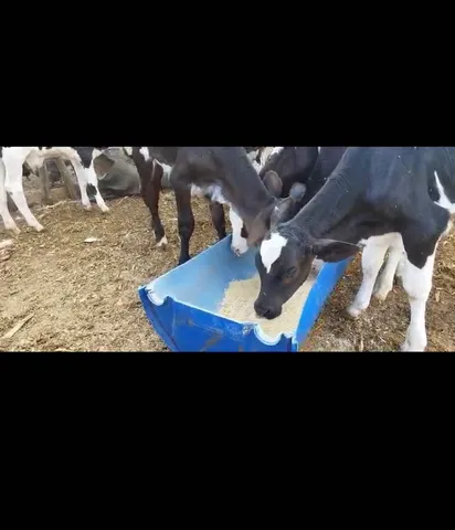 Bezerros 