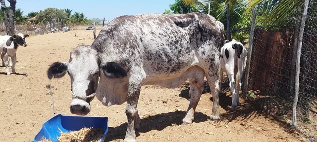 Vaca