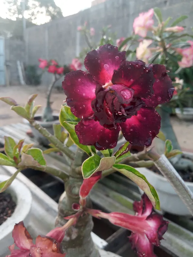 ROSA DO DESERTO ROCHA COM PRETO DOBRADA