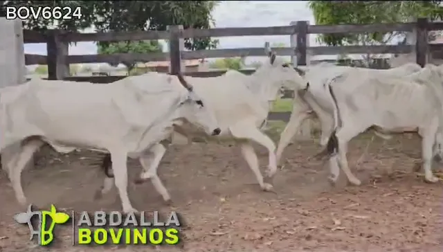 BOV6624 - 100 vacas para confinamento - Aruanã GO (apenas R$ 205,00 por @)