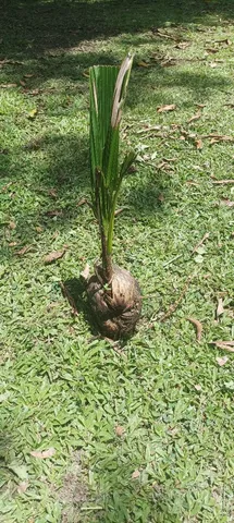 Muda de coco 