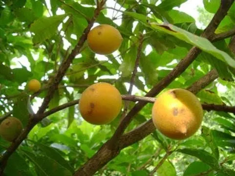Muda de guapeva (Pouteira torta)