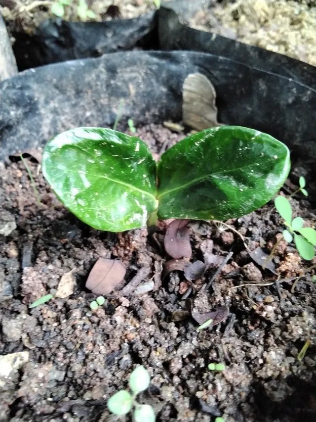 Fruta do imperador (Cryssophylun imperiallis)