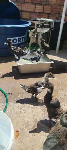 Pato