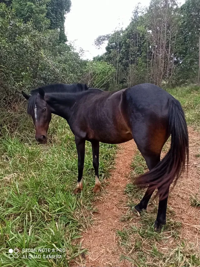 Vendo duas éguas e uma potra 