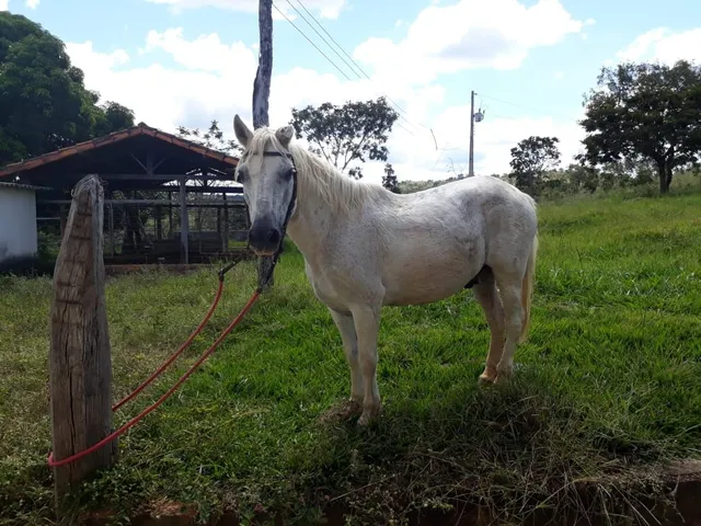  Cavalo piquira mansinho 