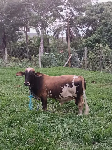 Mini boi 