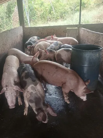 Porcos Gordos e vacinados para abate 
