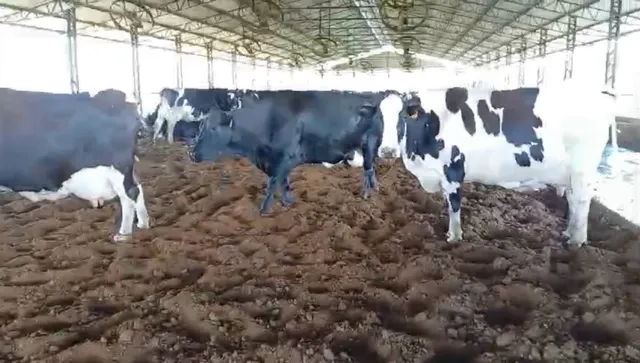 Vendo Gado de Leite